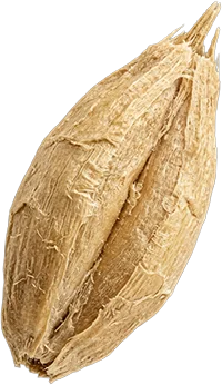 barley grain