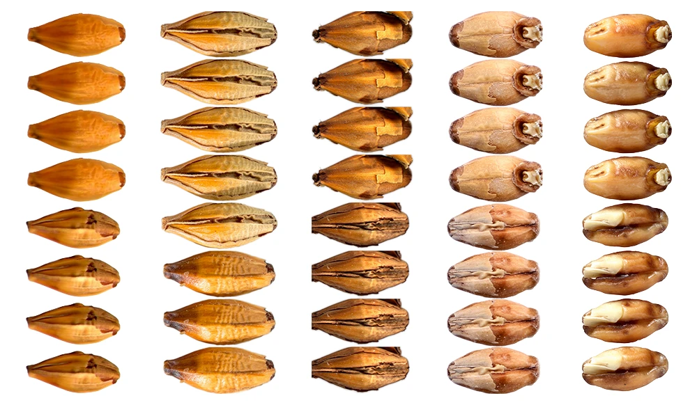 barley images