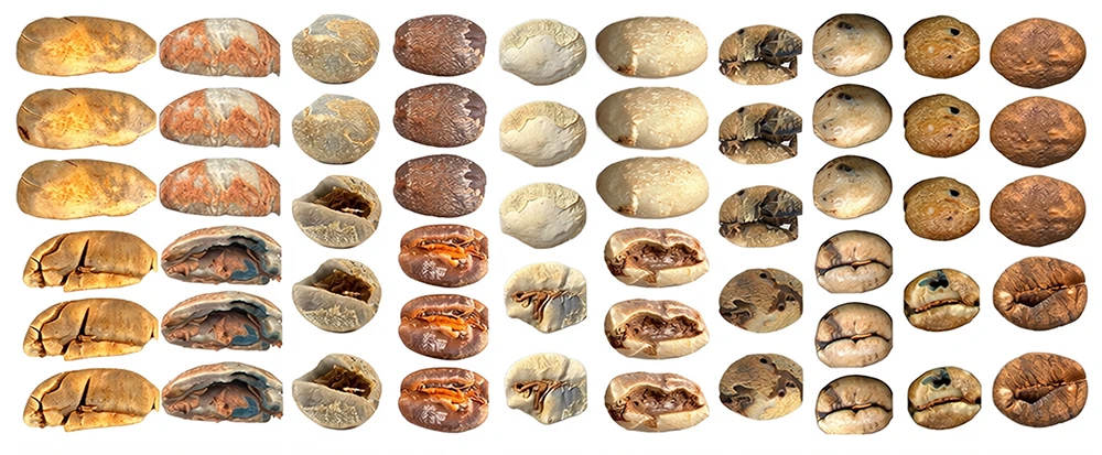 coffee grains in a row