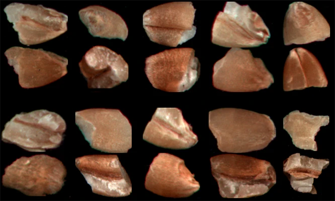 Wheat Refraction: broken. Spectraalyzer Vision Ai